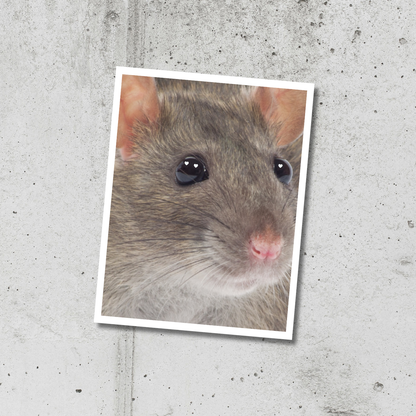 RAT 8.5 x 11 Print