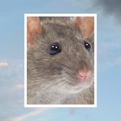 RAT 8.5 x 11 Print